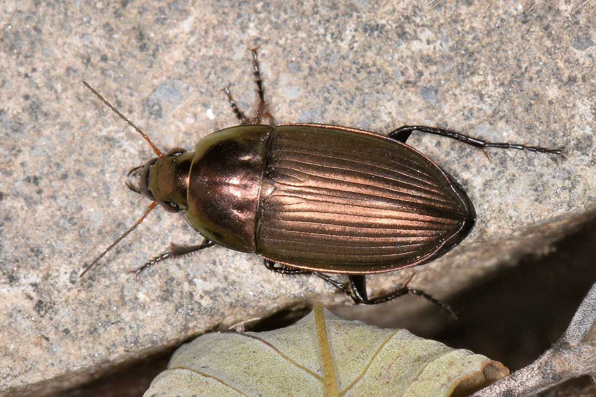 Carabidae: Amara sp?  S, Amara eurynota